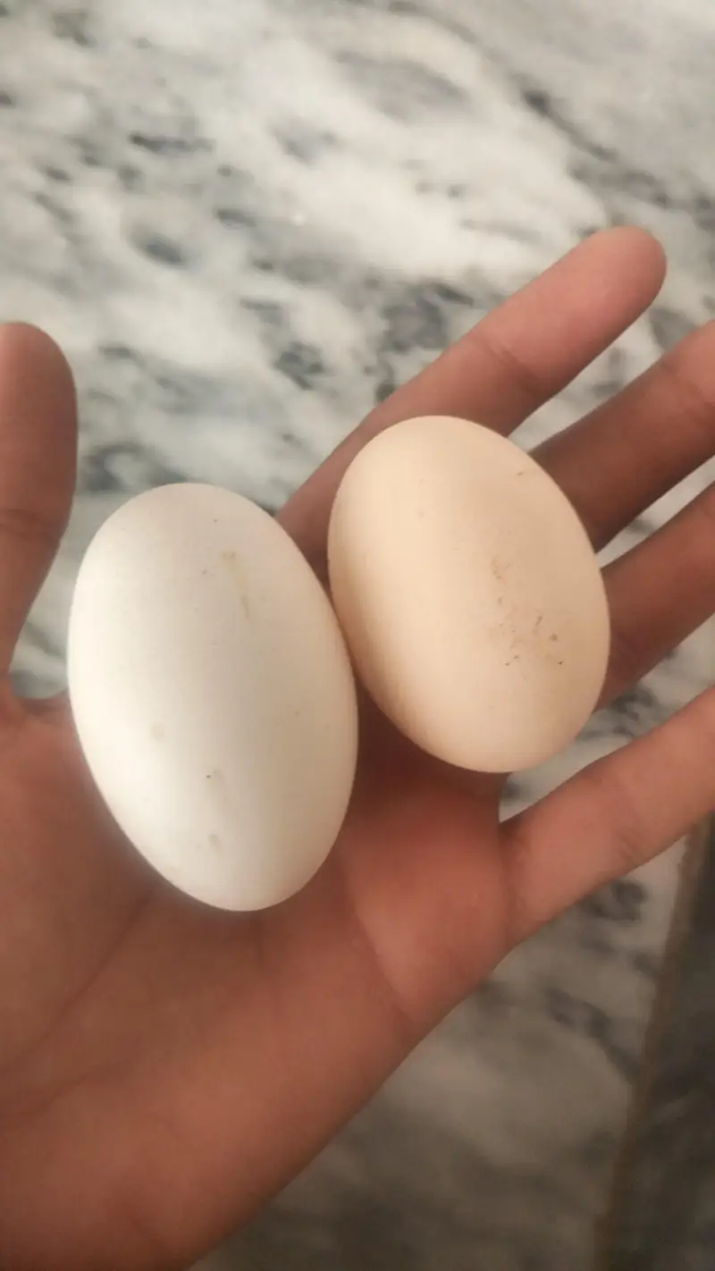 Desi murgi eggs wali murgi — photo 9