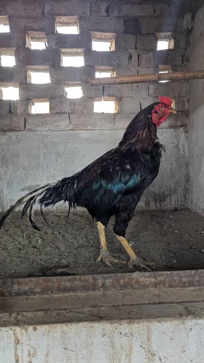 Mianwali Lassani Cross Murga 24/25 Soo Gram,Mohra Zero Size long Tail
