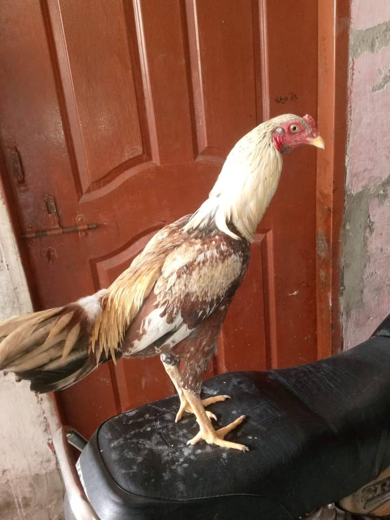 aseel murga 2