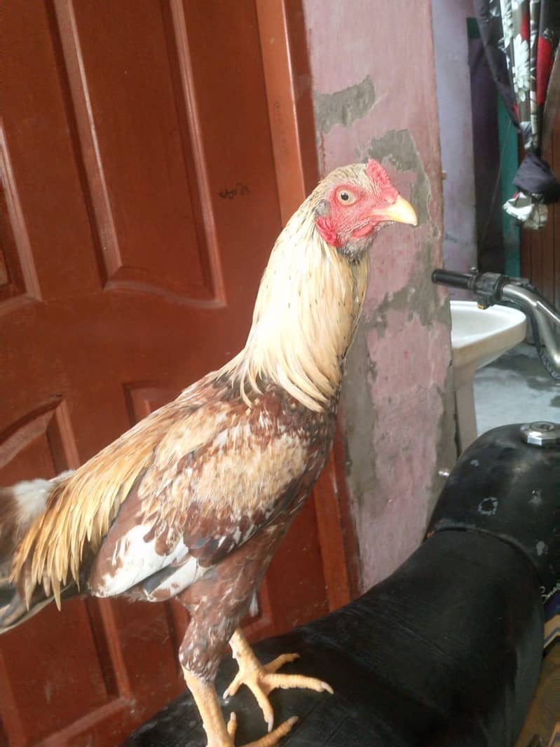 aseel murga 3