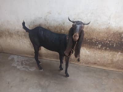 Kamori Bakri