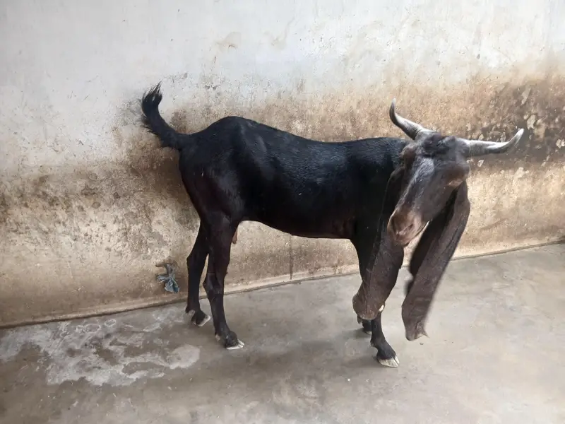 Kamori Bakri — photo 2