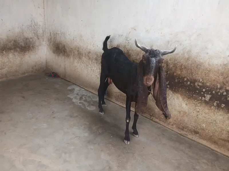 Kamori Bakri — photo 3