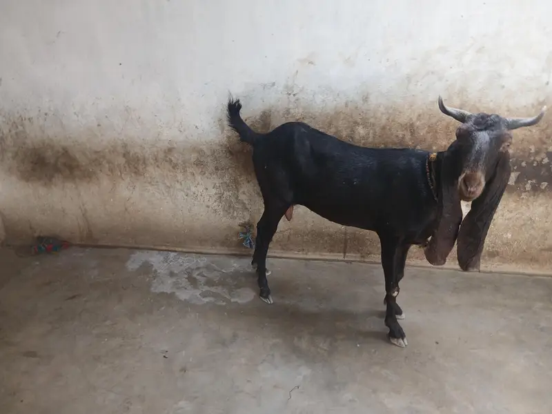 Kamori Bakri — photo 4