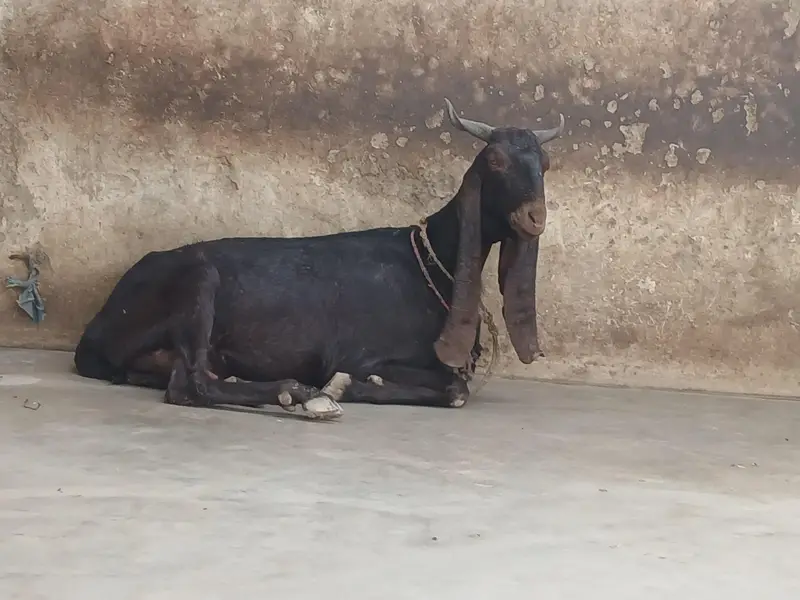 Kamori Bakri — photo 5