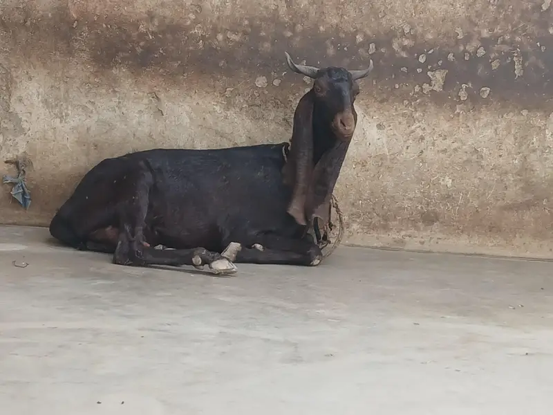 Kamori Bakri — photo 6