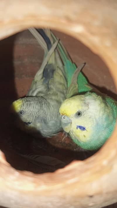 Rainbow budgies Breader Pair for sale
