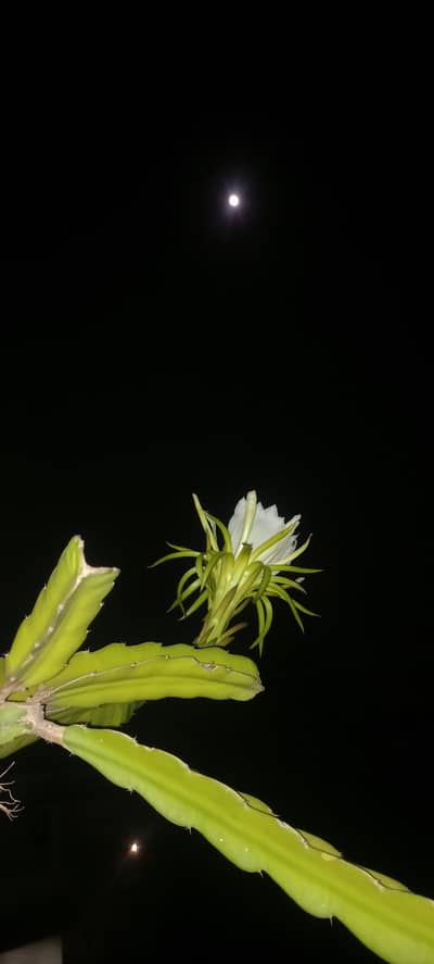 7 feet tall dragon fruit plant available for sale