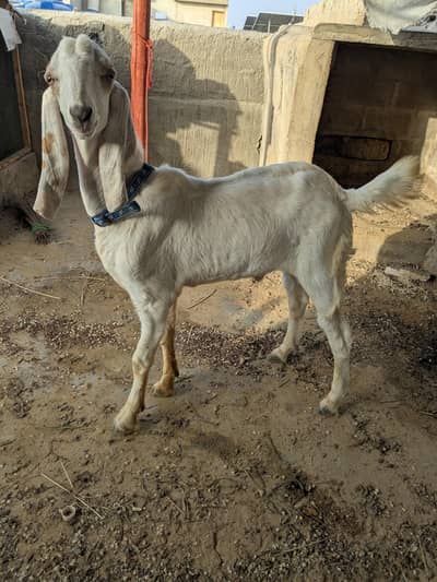 tapra bakra hai
