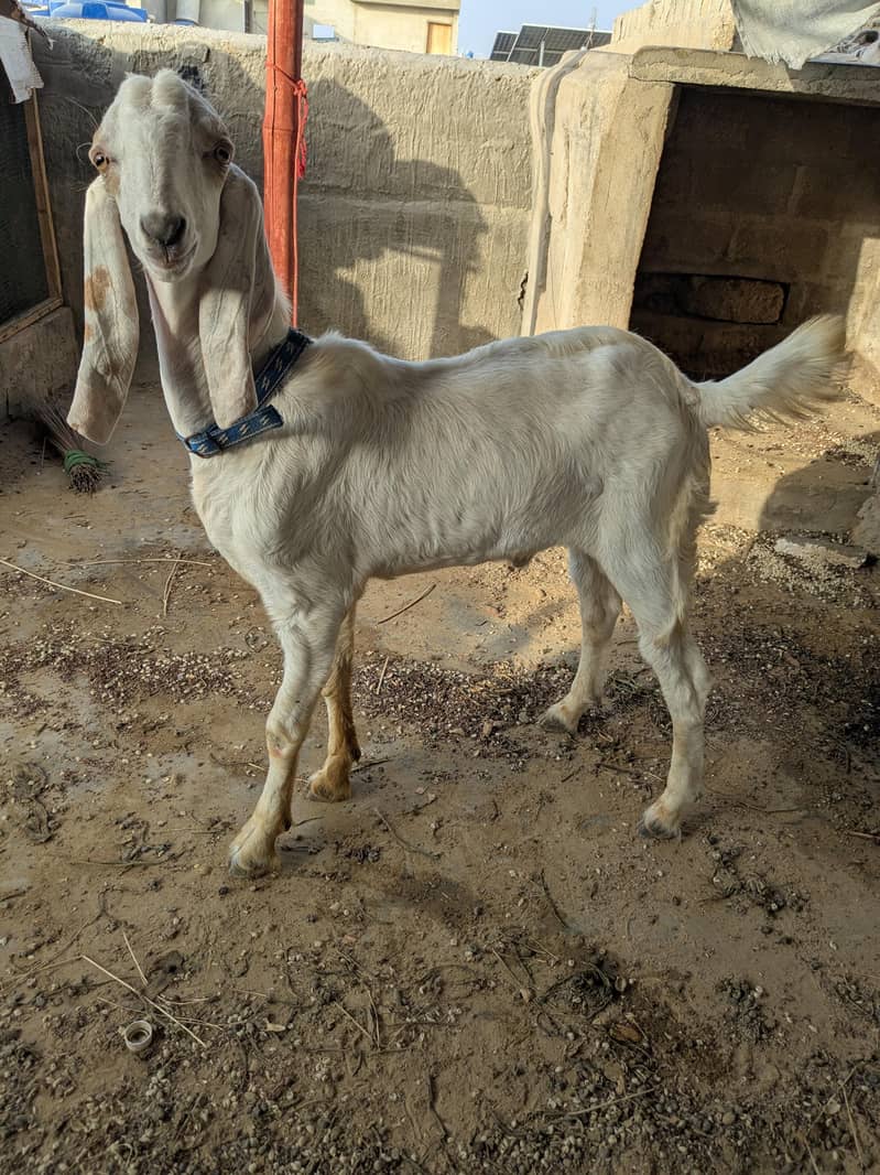 tapra bakra hai 0