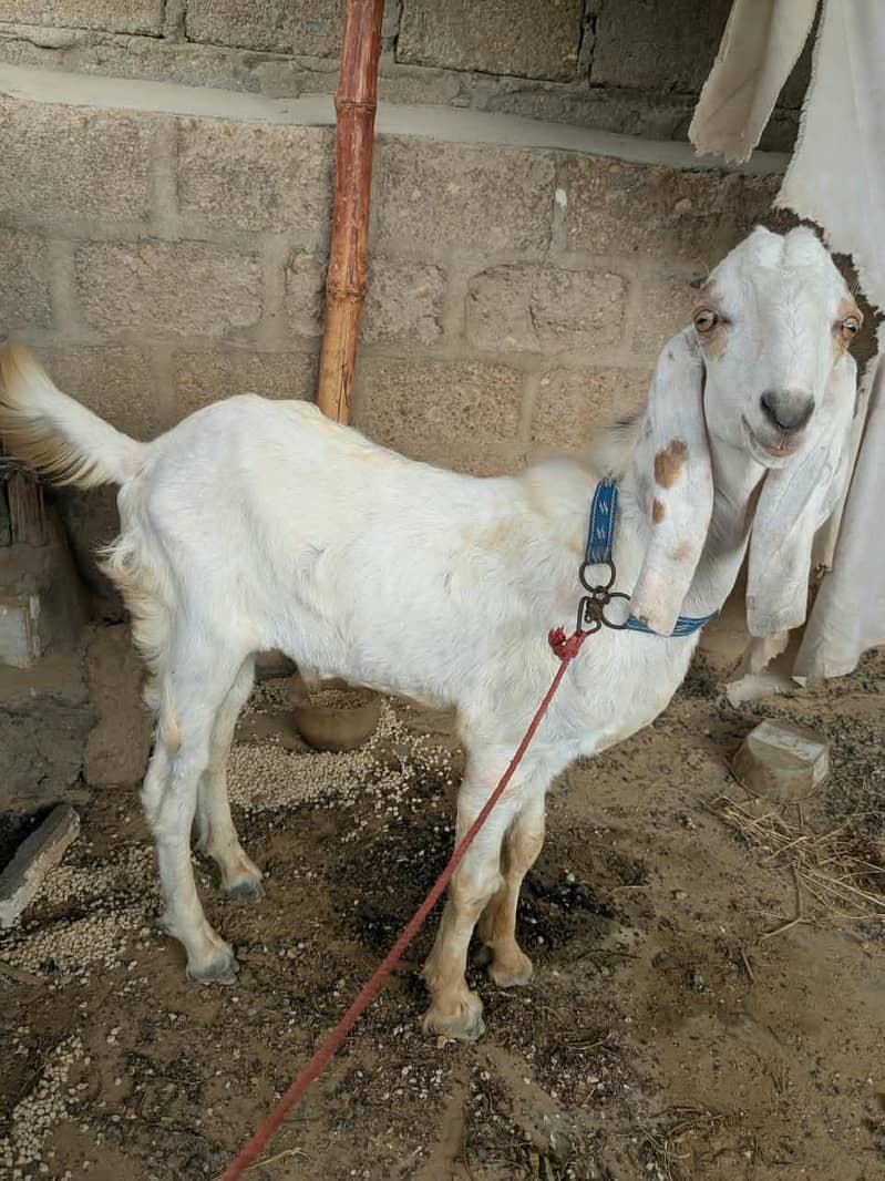 tapra bakra hai 1