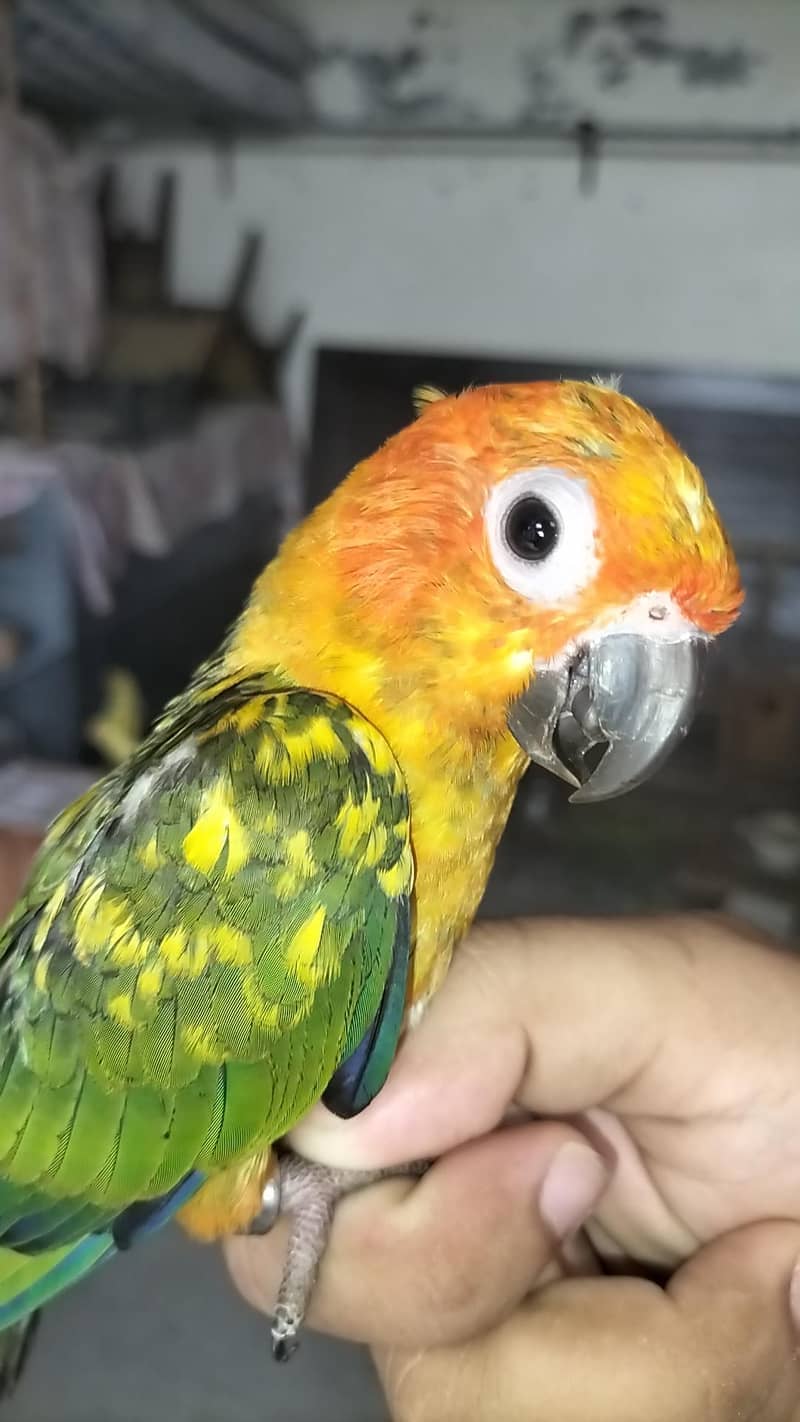 sun conure 0