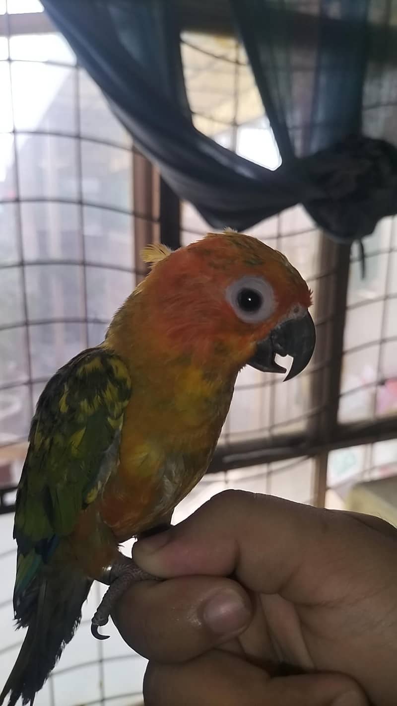 sun conure 1