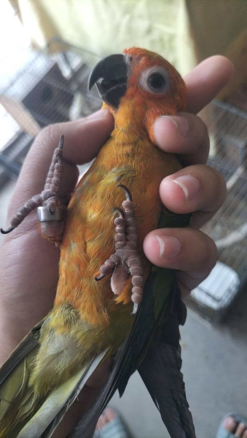 sun conure 2