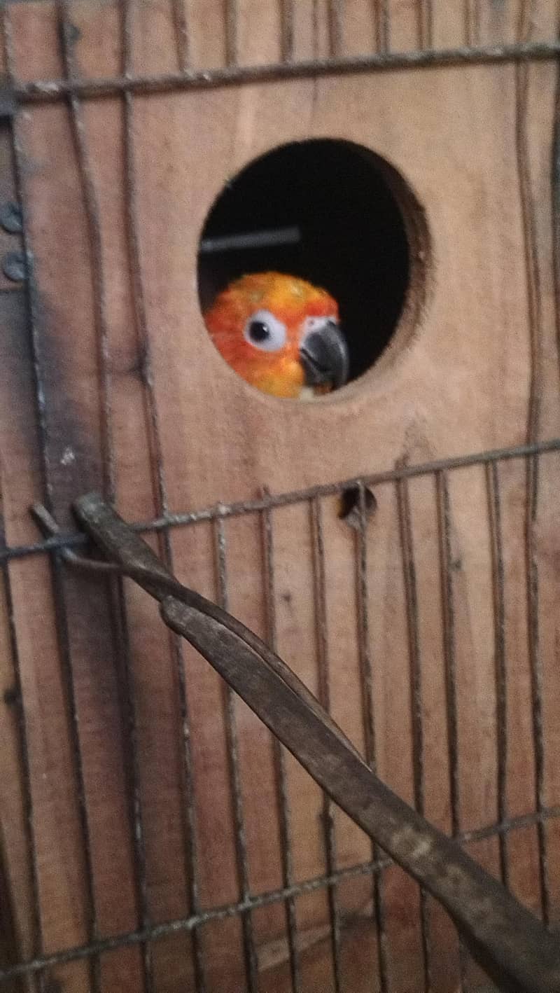 sun conure 3