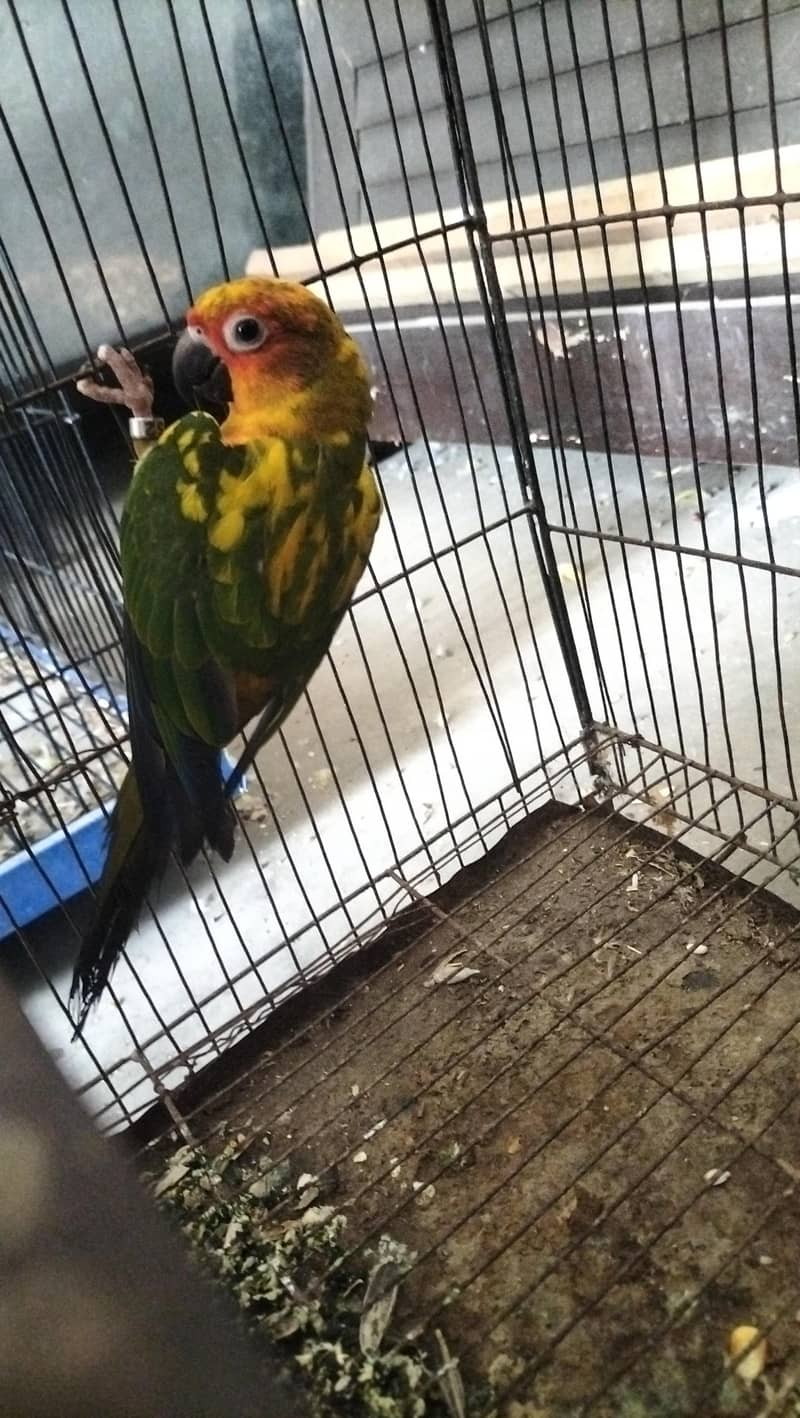 sun conure 4
