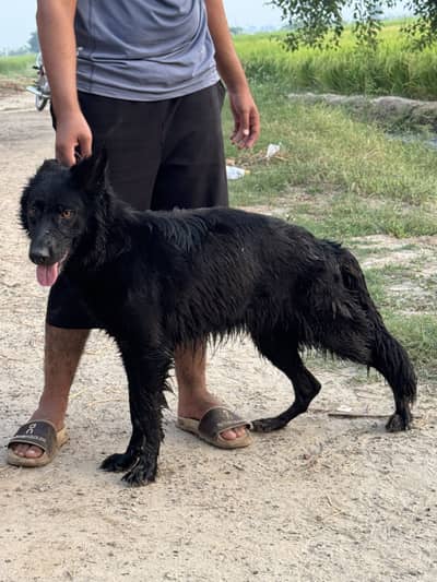 Black german shepherd femail