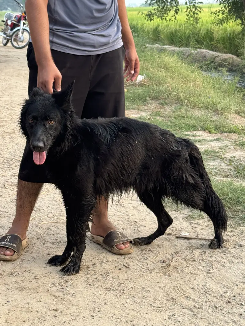Black german shepherd femail — photo 2