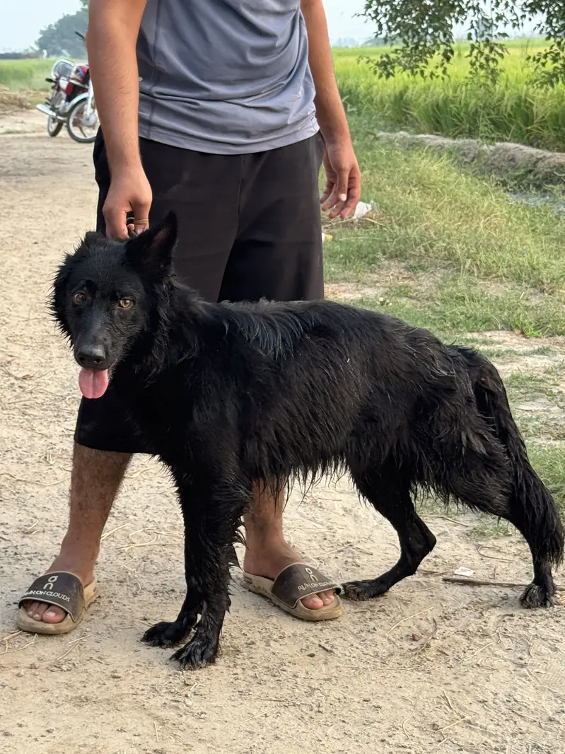 Black german shepherd femail — photo 3