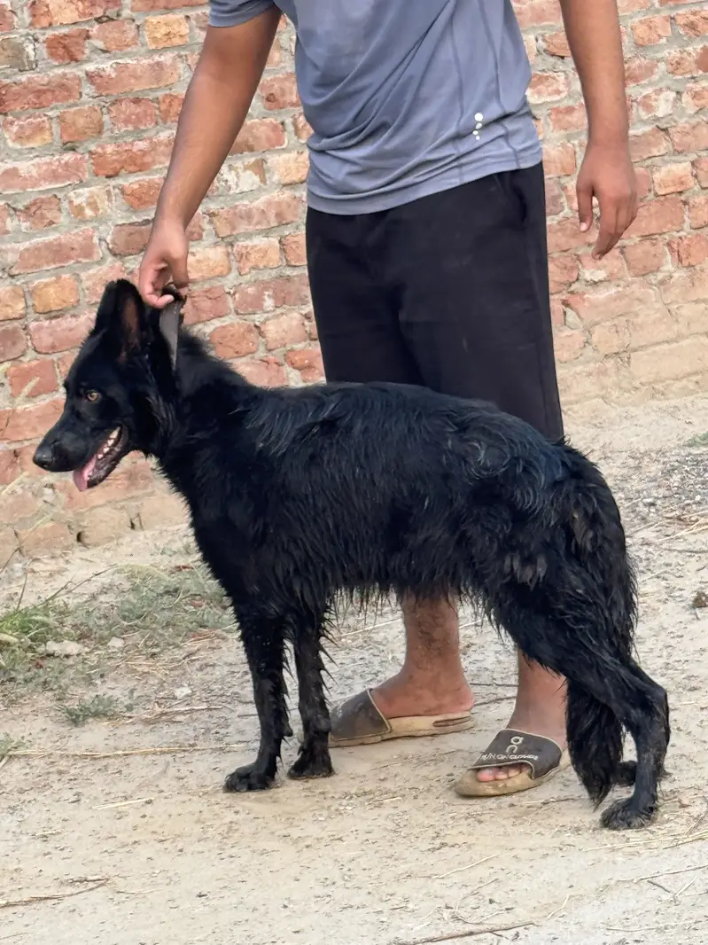 Black german shepherd femail — photo 4
