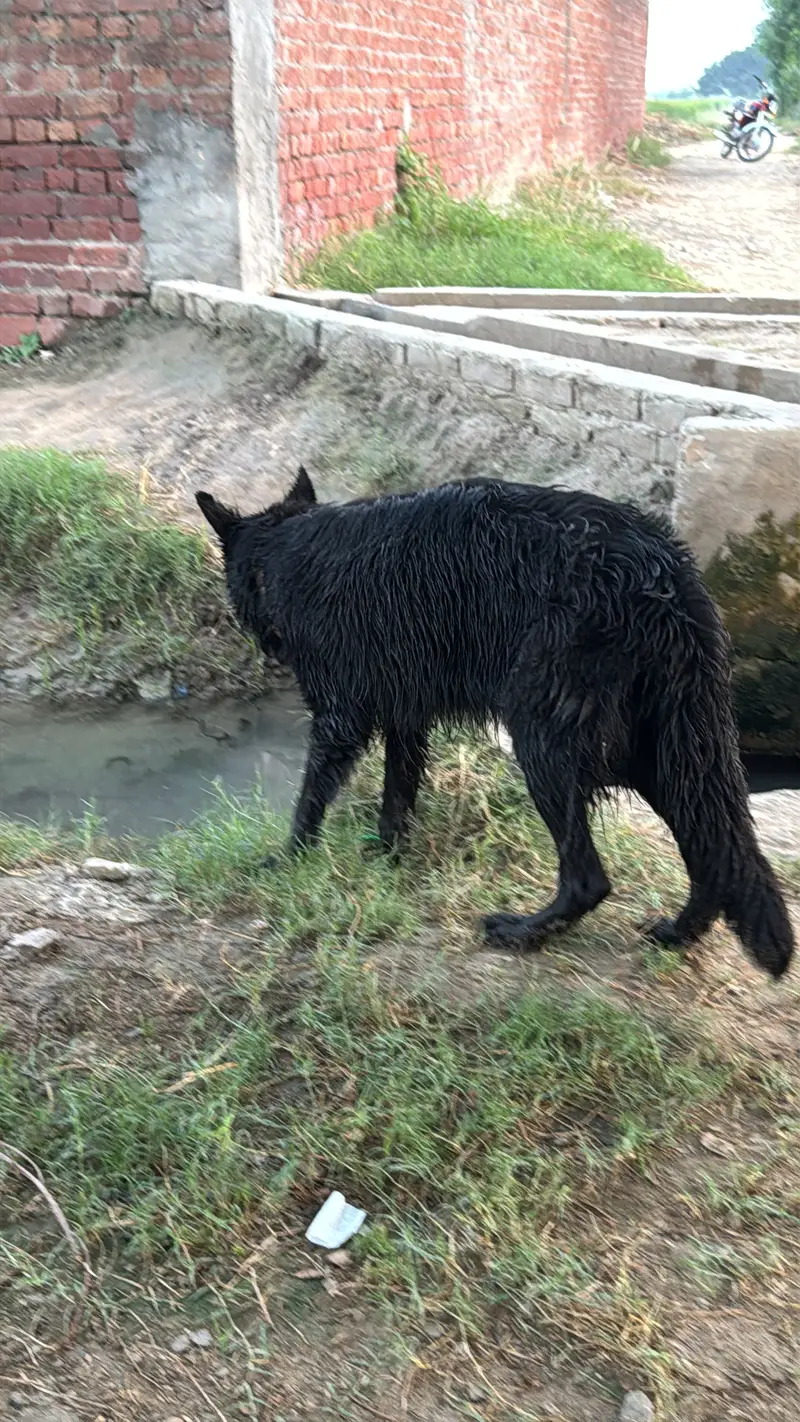 Black german shepherd femail — photo 5