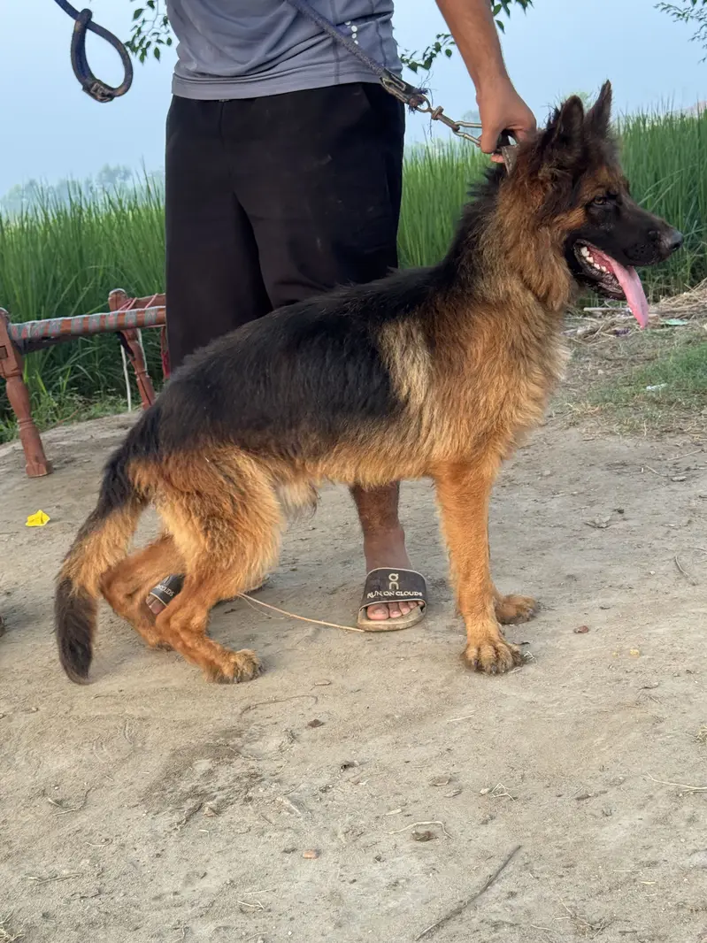 Black german shepherd femail — photo 6