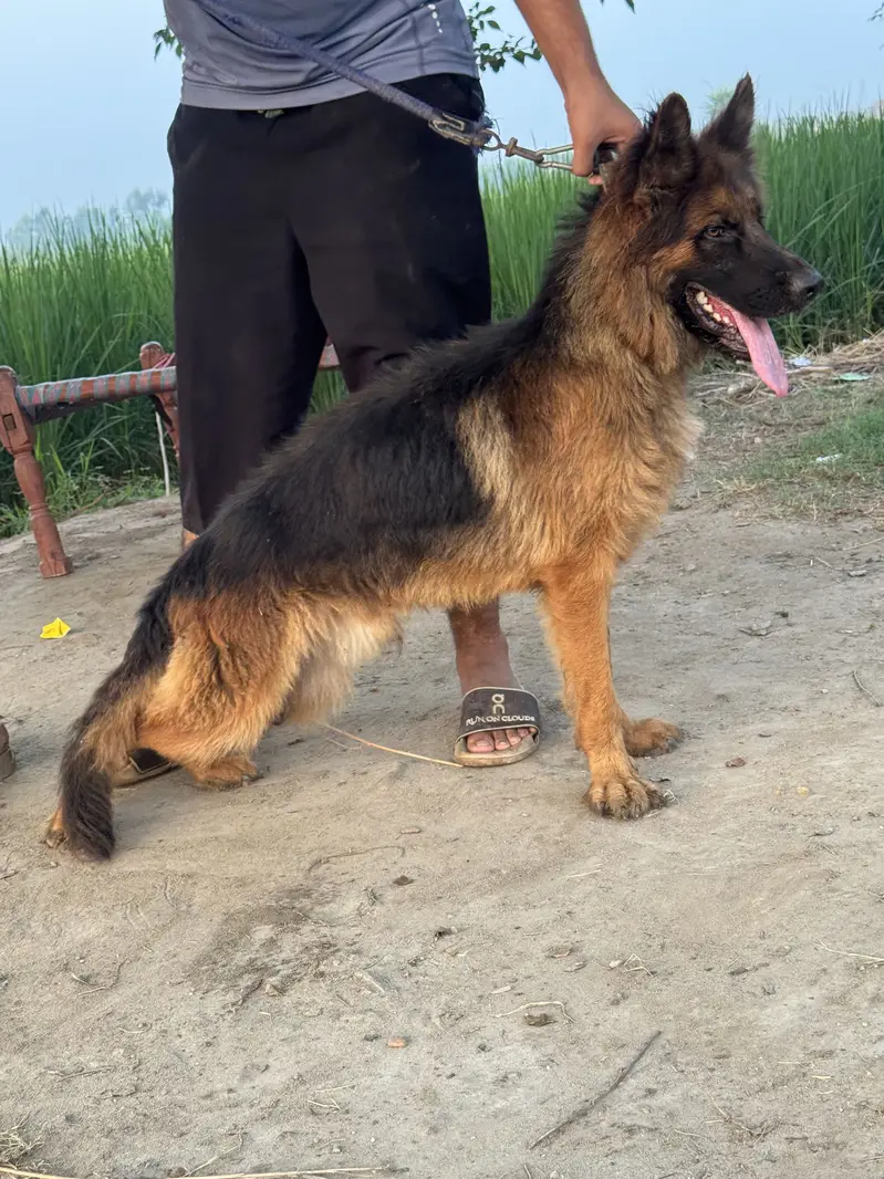 Black german shepherd femail — photo 7