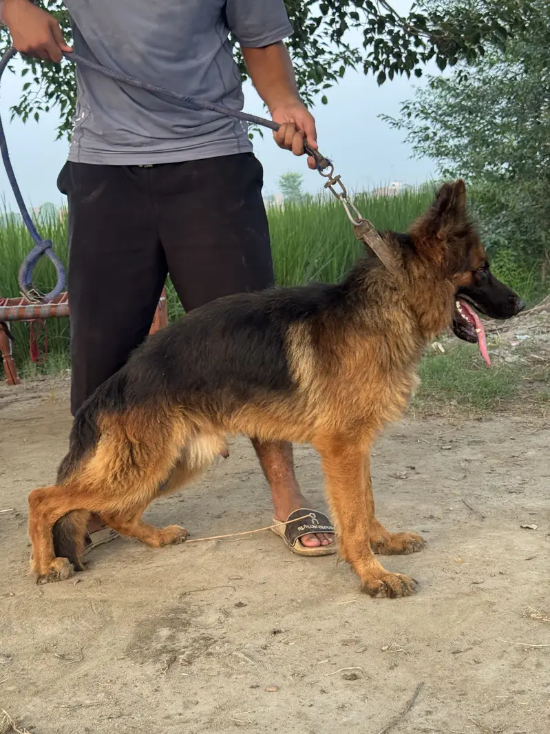 Black german shepherd femail — photo 8