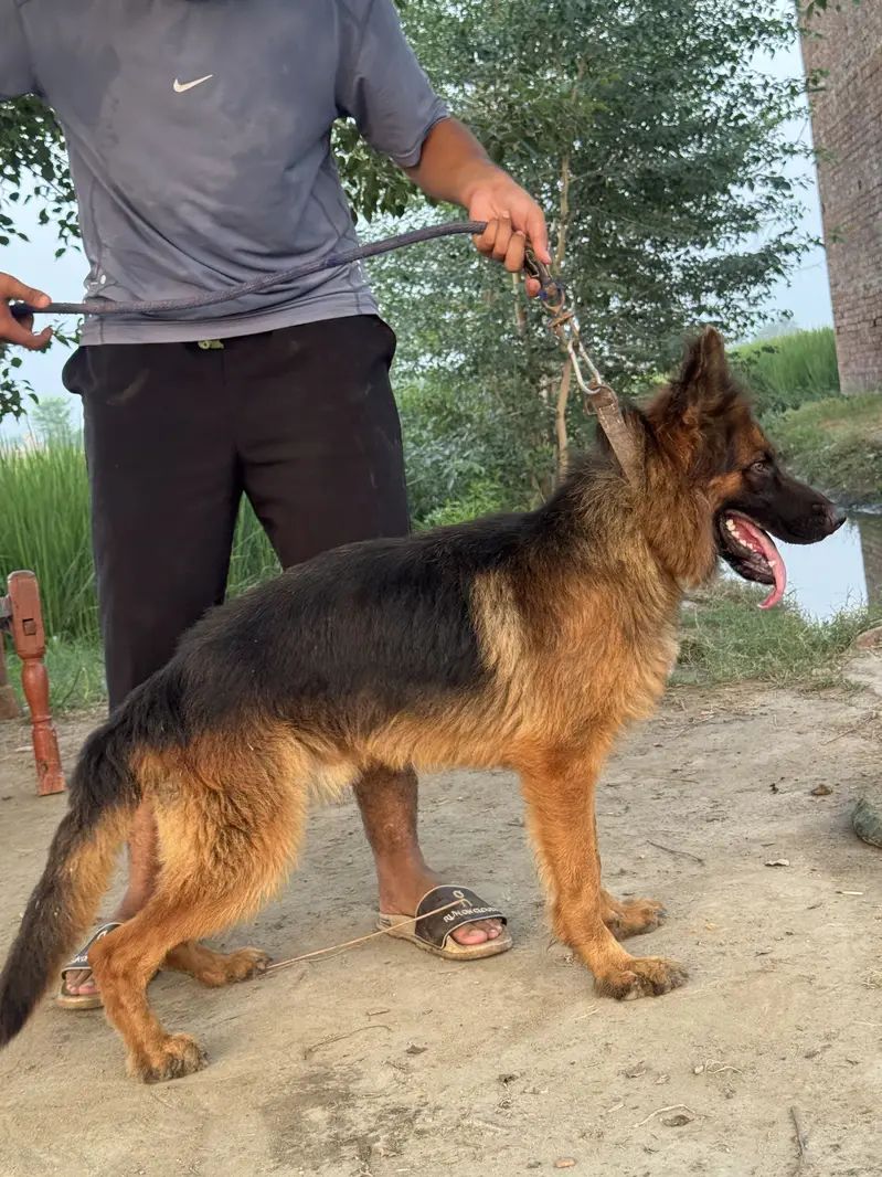 Black german shepherd femail — photo 9