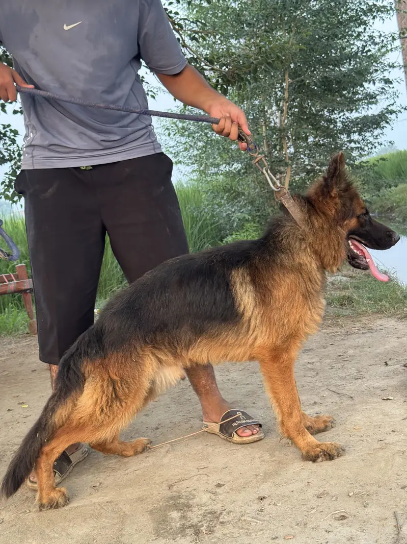 Black german shepherd femail — photo 10