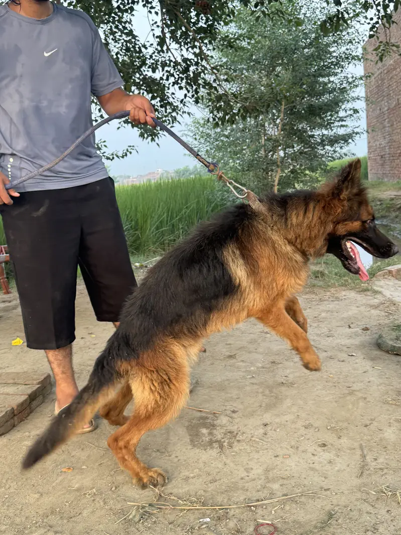 Black german shepherd femail — photo 11