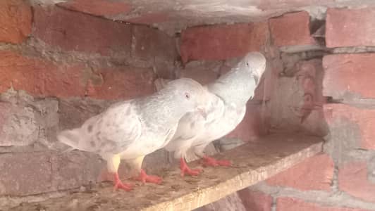 Saleta Pair guaranteed eggs & babies