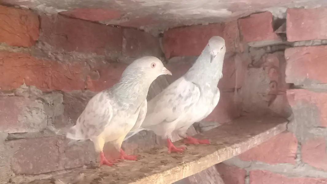 Saleta Pair guaranteed eggs & babies — photo 2