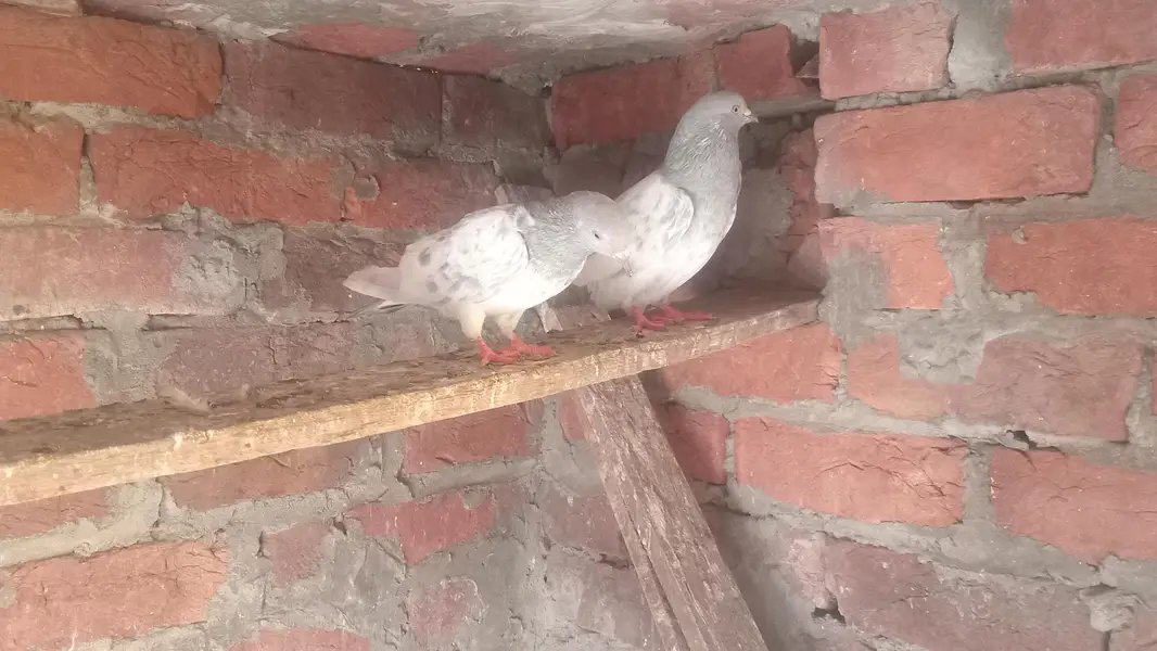 Saleta Pair guaranteed eggs & babies — photo 3