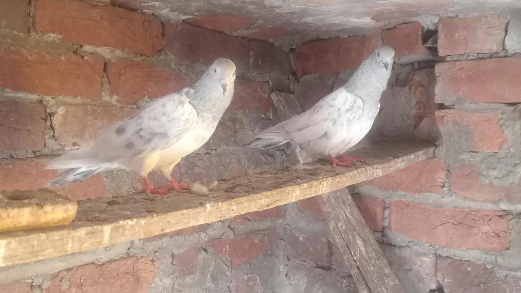 Saleta Pair guaranteed eggs & babies — photo 4