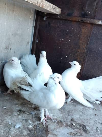 2 Pair Pigeon For Sell