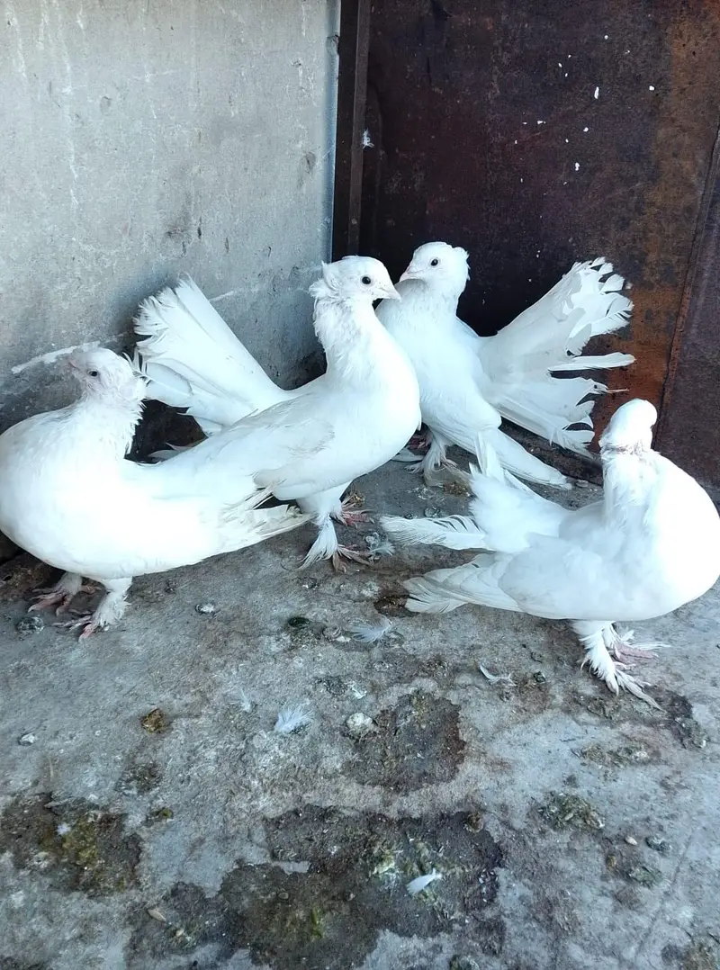 2 Pair Pigeon For Sell — photo 2