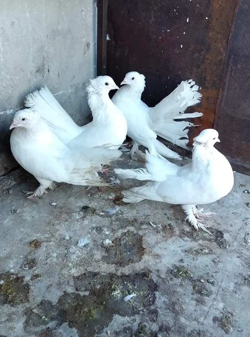 2 Pair Pigeon For Sell — photo 3