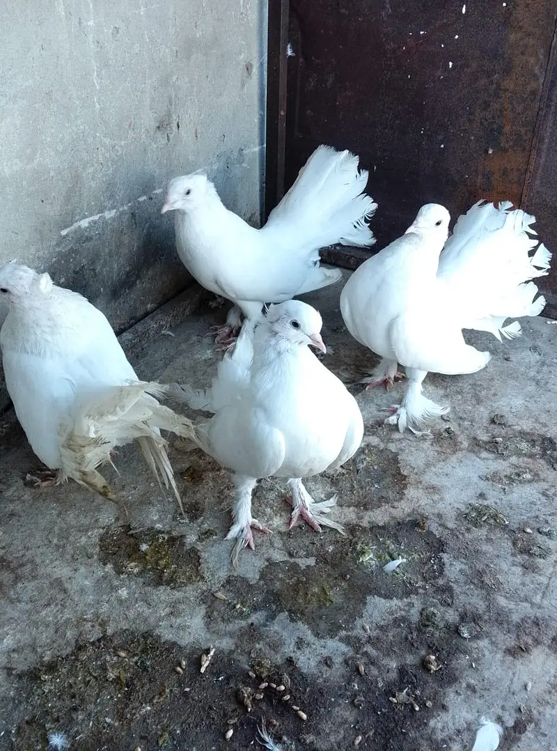 2 Pair Pigeon For Sell — photo 4