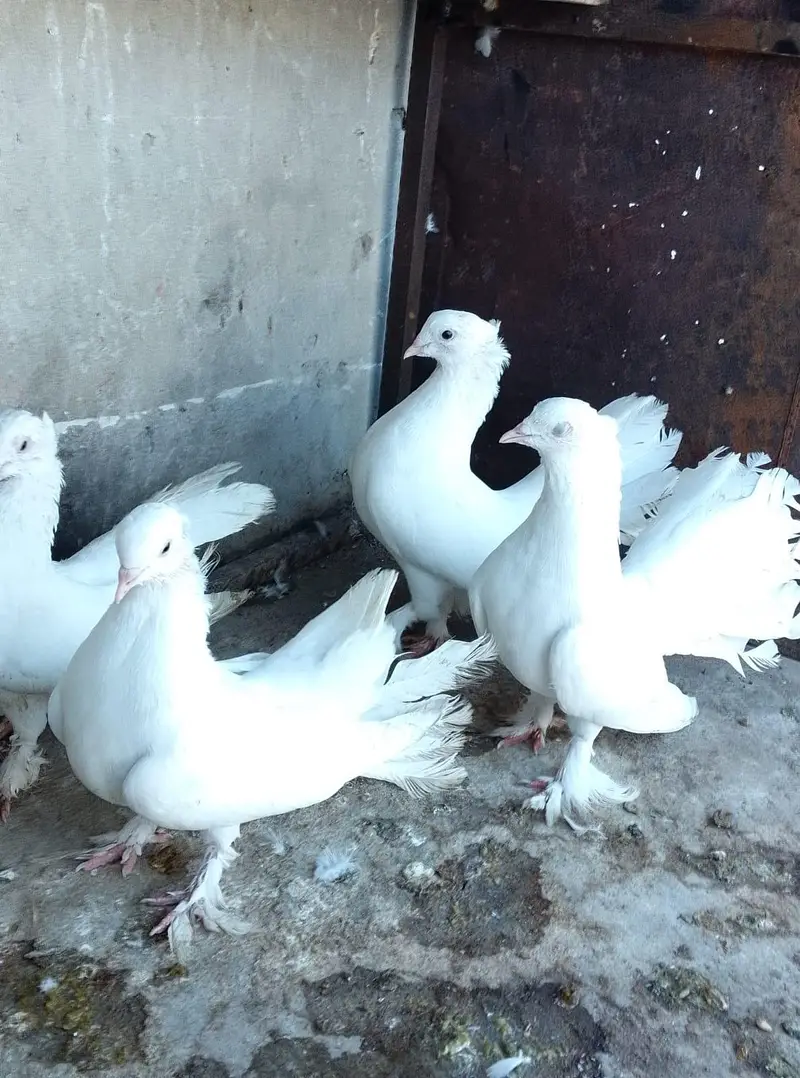 2 Pair Pigeon For Sell — photo 5