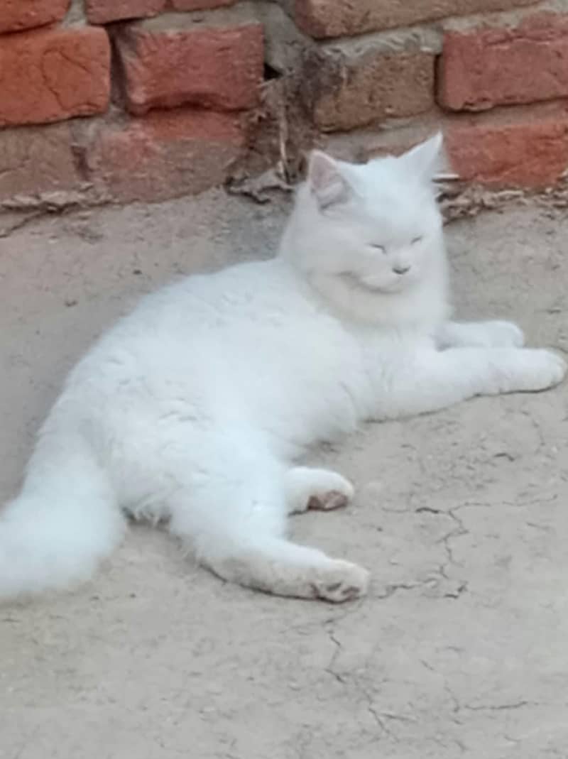 triple coated cat 0