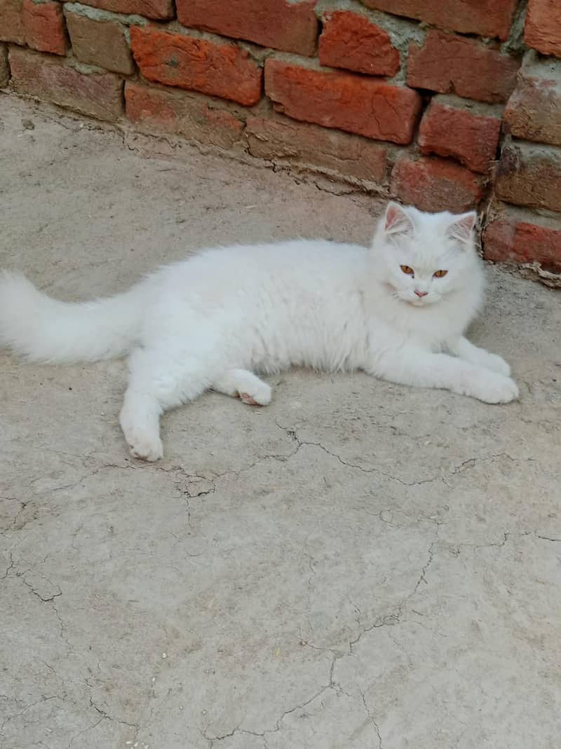 triple coated cat 1