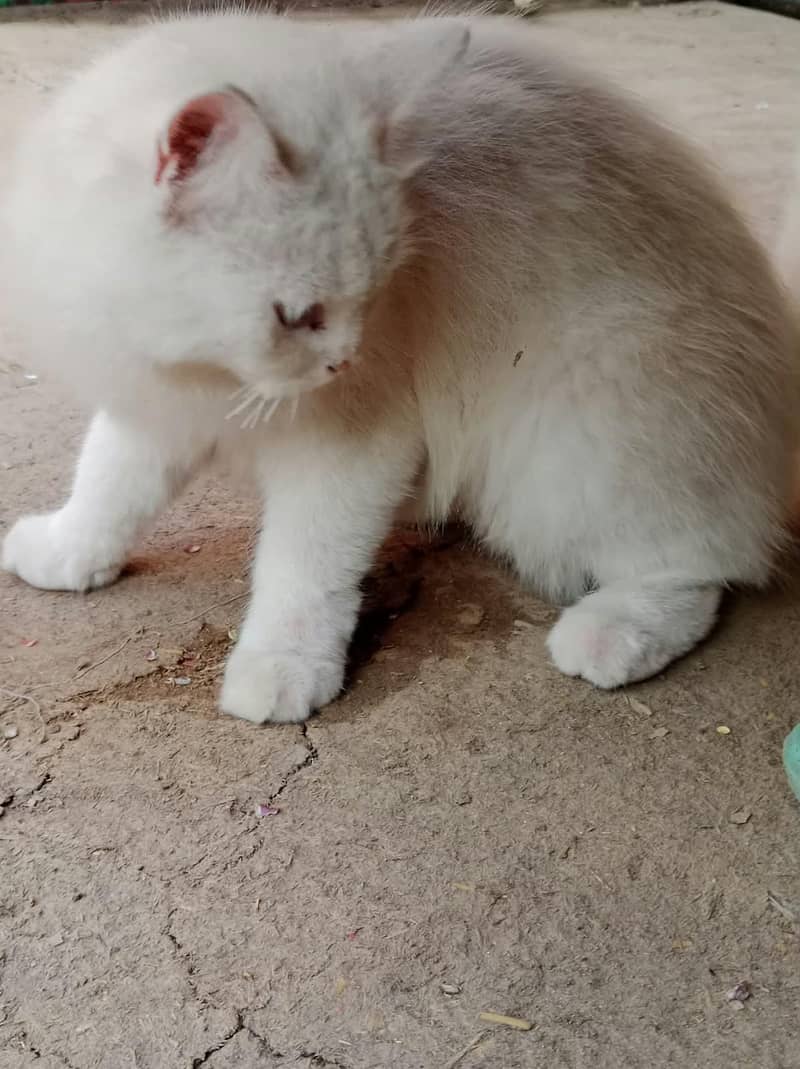 triple coated cat 2