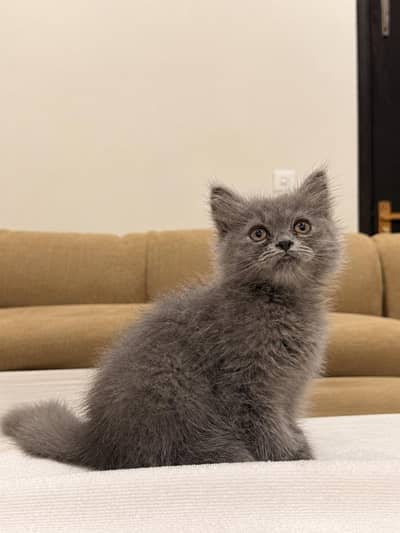 Very beautiful Persian male