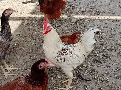 Desi murgiya 2 male 3 female full final price no concection  032841099