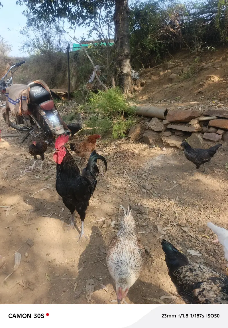 dasi murgy — photo 4