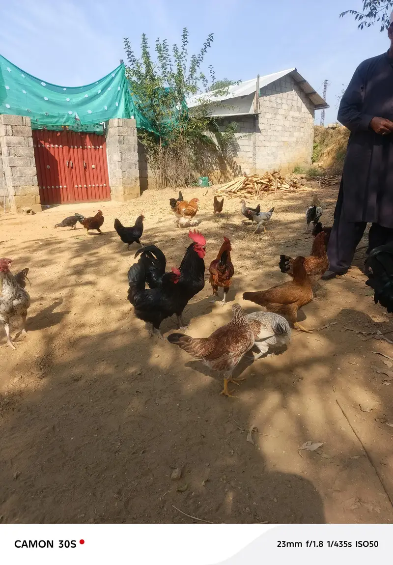dasi murgy — photo 5