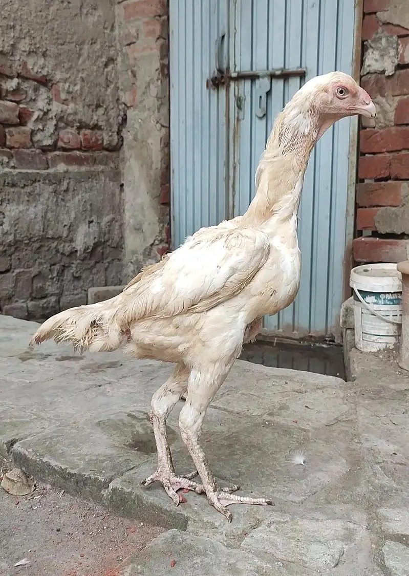 Quality White O Shamo Madi — photo 2