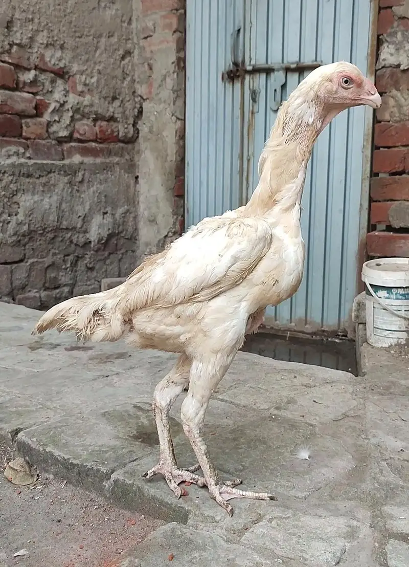 Quality White O Shamo Madi — photo 3