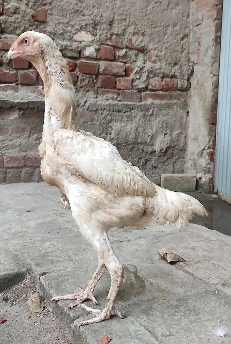 Quality White O Shamo Madi — photo 4